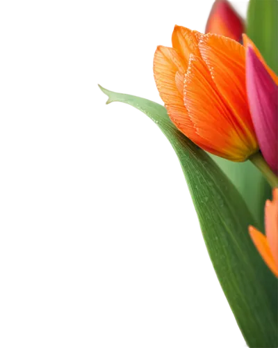 tulip background,orange tulips,tulip flowers,tulipa,yellow orange tulip,two tulips,tulips,tulip blossom,parrot tulip,flower wallpaper,flower background,orange flower,tulip,tulip bouquet,tulp,tulipe,flowers png,orange petals,clivia,orange flowers,Illustration,Retro,Retro 22