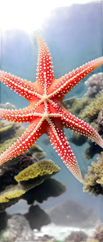 sea star,starfishes,starfish,echinoderm,star anemone,bascetta star,nautical star,star flower,marine invertebrates,kriegder star,star illustration,magic star flower,six-pointed star,asteracea,six pointed star,sea-urchin,sea urchin,star pattern,sea animals,sunstar,Illustration,Children,Children 04