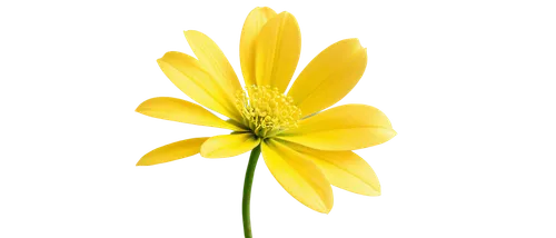 Delicate flower, bright green petals, yellow center, soft gentle curves, intricate details, solo, close-up, shallow depth of field, warm natural light, 3/4 composition, PNG transparent background.,yel