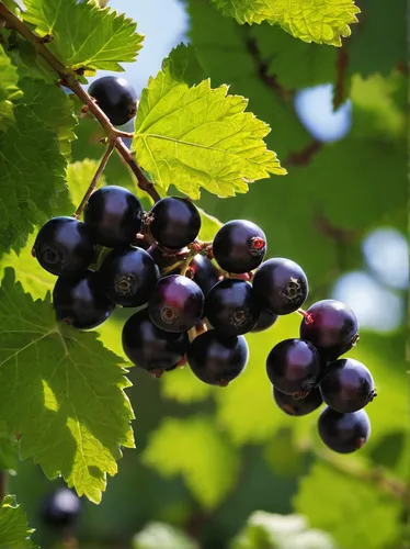 blackcurrants,black currants,wine grapes,purple grapes,grape seed extract,wine grape,currant berries,vineyard grapes,blue grapes,currant bush,wood and grapes,grapes,grape vine,grape seed oil,vitis,table grapes,currant branch,grapes icon,fresh grapes,unripe grapes,Conceptual Art,Daily,Daily 01
