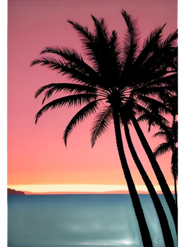 palm tree vector,palm tree silhouette,palm tree,palm silhouettes,palms,palm,palmtree,tropical beach,tropical house,tropical sea,palm field,tropics,pink beach,palm leaves,palm trees,tropic,tropical island,tropicalia,tropicale,palmtrees,Illustration,American Style,American Style 09