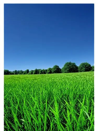 ryegrass,triticale,green fields,arable,barley field,foxtail barley,rye in barley field,green grass,ricefield,wheat germ grass,gras,cultivated field,long grass,aegilops,grassland,green grain,green landscape,cordgrass,green wheat,wheat crops,Illustration,Realistic Fantasy,Realistic Fantasy 33