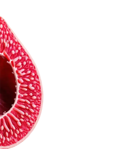 Cross-section, tongue anatomy, pinkish-red color, intricate details, taste buds, small bumps, moist texture, soft focus, macro photography, high-key lighting, shallow depth of field, 1/2 composition.,