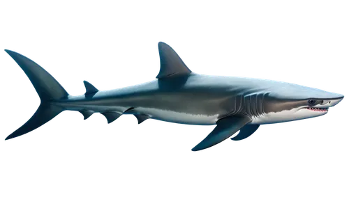 megalodon,carcharodon,mayshark,temposhark,houndshark,great white shark,macrocephalus,shark,requin,nekton,loanshark,liopleurodon,carcharhinus,ijaws,tigershark,sharklike,porbeagle,balaenoptera,megalops,orca,Illustration,American Style,American Style 02