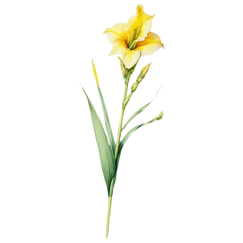 Gladiolus flower, botanical illustration, delicate petals, sword-shaped leaves, bright yellow center, green stem, watercolor style, detailed lines, subtle shading, close-up composition, natural light,