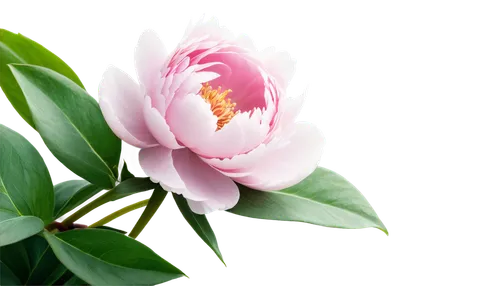 tulip background,peony,pink peony,peony pink,blooming lotus,flower background,common peony,pink tulip,flowers png,paeonia,lotus blossom,lotus flowers,pink water lily,zephyranthes,paper flower background,flower wallpaper,chrysanthemum background,lotus ffflower,floral digital background,lotus leaf,Illustration,Black and White,Black and White 10