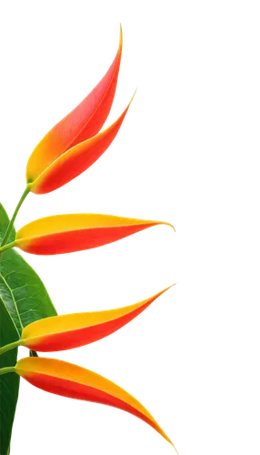 heliconia,flame flower,flowers png,tropical leaf,bird of paradise flower,lotus leaf,sunburst background,guzmania,tropical floral background,diwali background,splendens,lotus png,leaf background,flower wallpaper,illicium,bromeliad,bird of paradise,poinsettia flower,spring leaf background,flower bird of paradise,Illustration,Black and White,Black and White 20