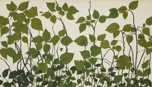 background ivy,bamboo curtain,wood sorrel family,phyllanthus family,purslane family,violet woodsorrel,plants,vine plants,herbarium,dogbane family,green plants,bamboo plants,hanging plants,tube plants,oxalis,seedlings,vintage botanical,rubiaceae family,moringa,redwood sorrel,Conceptual Art,Oil color,Oil Color 15