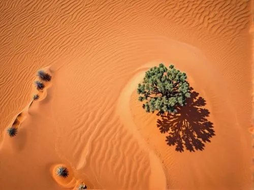 libyan desert,dubai desert,namib desert,capture desert,sahara desert,desertification,desert,desert desert landscape,tamanrasset,saharan,crescent dunes,transjordan,semidesert,kufra,desert plants,namib,desert landscape,sahara,desert flower,admer dune,Photography,General,Realistic