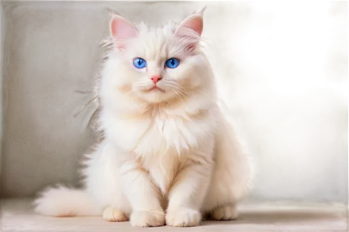 turkish angora,blue eyes cat,cat with blue eyes,turkish van,british longhair cat,birman,siberian cat,ragdoll,kurilian bobtail,white cat,norwegian forest cat,domestic long-haired cat,japanese bobtail,american curl,cats angora,breed cat,british longhair,american bobtail,cat on a blue background,british semi-longhair,Photography,Artistic Photography,Artistic Photography 04