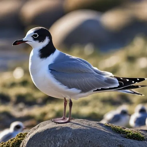 laughing gull,black-headed gull,black headed gull,white wagtail,laridae,sandwich tern,large white-headed gull,plover,sand plover,motacilla alba,luginbill,kelp gull,galliformes,ringed plover,a species of marine bird,cape gull,pacific gull,lesser sand plover,coastal bird,black tern,Photography,General,Realistic