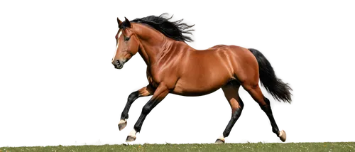 broodmare,frankel,quarterhorse,istabraq,wagiman,arabian horse,thoroughbred arabian,aqha,belgian horse,racehorse,saddlebred,horse breeding,dubawi,standardbred,kauto,masar,polocrosse,trakehner,equine,kiberlain,Conceptual Art,Oil color,Oil Color 15