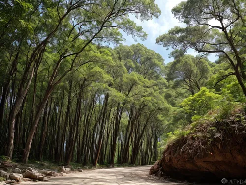 yoshua tree national park,forest road,tree lined path,tropical and subtropical coniferous forests,gum trees,pine forest,riparian forest,hiking path,forest path,tree lined lane,tree grove,herman national park,deciduous forest,green forest,lycian way,chestnut forest,temperate coniferous forest,greenforest,cabaneros national park,forest glade