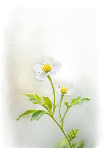 camomile flower,japanese anemone,oxeye daisy,feverfew,wood daisy background,daisy flower,wood anemone,flower background,delicate white flower,chamomile,small sun flower,genus anemone,erdsonne flower,cherokee rose,camomile,windflower,eyebright,anemone japonica,chickweed,cosmea,Photography,Fashion Photography,Fashion Photography 10