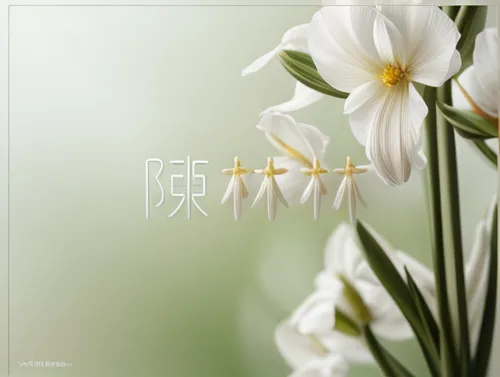 tuberose,easter lilies,white lily,tulip white,lilium candidum,trollius download,tulip background,flowers png,cluster-lilies,garden star of bethlehem,lilies,star-of-bethlehem,hymenocallis,floral digita