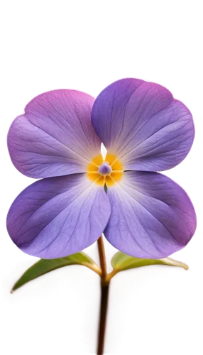 flowers png,violet flowers,anemone purple floral,purple flower,hepatica,purple morning glory flower,flower wallpaper,flower background,crown chakra flower,heartsease,flower purple,violacea,windflower,violas,violet colour,violets,anemone japonica,lavender flower,geranium,purple anemone,Conceptual Art,Fantasy,Fantasy 01