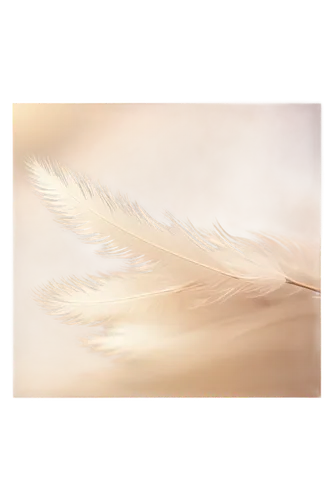 angel wing,white feather,angel wings,feather,swan feather,chicken feather,bird feather,bird wing,dove of peace,hawk feather,feather bristle grass,bird frame,angelology,ostrich feather,pigeon feather,sunburst background,feathers,feather on water,feathers bird,winged,Illustration,Japanese style,Japanese Style 13