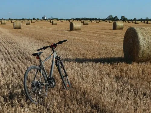 triticum,wheat field,rye in barley field,cross country cycling,wheat fields,wheat grasses,barley field,wheatfield,wheat crops,cyclizing,bottecchia,wheatstraw,field of cereals,bicycled,cordiale,rye field,triticale,bicycling,fahrrad,wheat grain