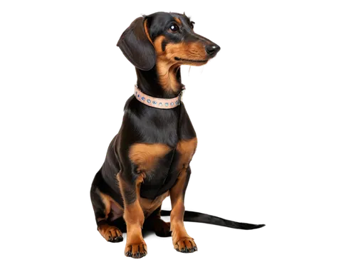 pinscher,doberman,dachshund yorkshire,oberweiler,doberan,dachshund,dobie,coonhound,daxi,derivable,dobermans,dobermannt,dober,airedale,sahlen,scenthound,rottweiler,cunigunde,female dog,raja,Art,Classical Oil Painting,Classical Oil Painting 39