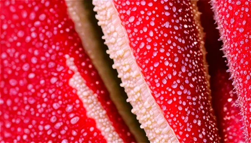 sliced watermelon,macro extension tubes,strawberry,rhubarb,red strawberry,spicules,strawberry tart,macrophoto,fruit pattern,strawberries,macro shot,strawberry ripe,red fruit,fabric texture,strawberry popsicles,strawberry tree-bark,strawberry dessert,crepe paper,strawberry ice cream,dentata,Illustration,Realistic Fantasy,Realistic Fantasy 22