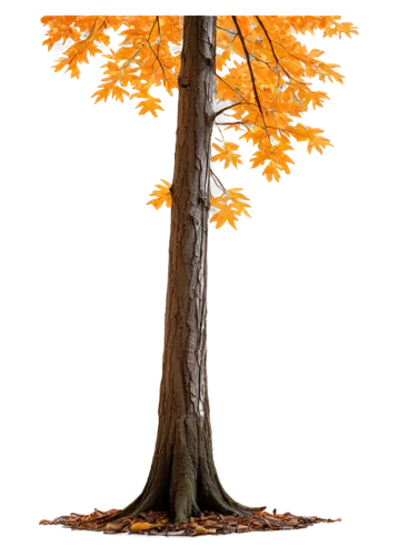 american larch,autumn tree,deciduous tree,maple leave,maple tree,birch tree illustration,deciduous trees,maple foliage,ash-maple trees,silver maple,thunberg's fan maple,european beech,tulip poplar,autumn background,painted tree,larch tree,leaf maple,norway maple,cardstock tree,deciduous,Illustration,Black and White,Black and White 08