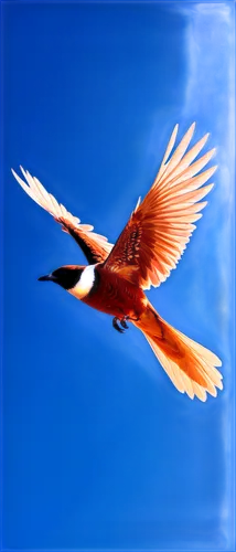 bird in flight,in flight,tern flying,flying tern,orange gull,tern,tern bird,bird flying,royal tern,crane bird flying,garrison,vuelo,migratory bird,aguiluz,flying common tern,bird flight,rufous,birds in flight,avello,asian bird,Conceptual Art,Sci-Fi,Sci-Fi 10