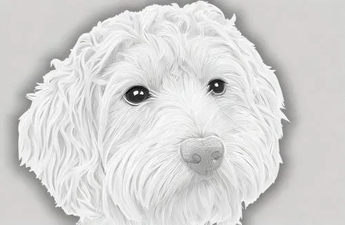 bearded collie,old english sheepdog,dog drawing,dog illustration,sealyham terrier,labradoodle,maremma sheepdog,coton de tulear,dog line art,pet portrait,white dog,english white terrier,havanese,goldendoodle,tibetan terrier,spinone italiano,bichon,west highland white terrier,sheepdog,wire hair fox terrier,Design Sketch,Design Sketch,Character Sketch