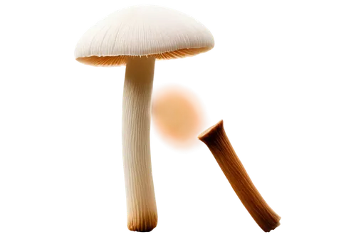 mushroom type,forest mushroom,cubensis,mushroom hat,enokitake,champignon mushroom,mushroom,club mushroom,hericium,cloud mushroom,toadstools,small mushroom,anti-cancer mushroom,mushroom landscape,lingzhi mushroom,agaricaceae,yellow mushroom,mushrooms,edible mushroom,forest mushrooms,Illustration,Retro,Retro 22