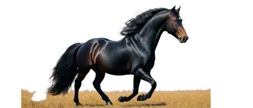 arabian horse,friesian,lonhro,black horse,frison,lusitano,standardbred,saddlebred,aqha,equine,belgian horse,arabian horses,equus,cheval,equato,dressage,thoroughbred arabian,equidae,andalusian,percheron,Illustration,Paper based,Paper Based 29