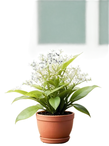 Potted plant, indoor setting, green leaves, thick stem, small white flowers, delicate petals, water droplets on leaves, morning sunlight, soft focus, shallow depth of field, warm color tone, 3/4 compo