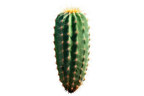 cactus digital background,cactus,peniocereus,opuntia,san pedro cactus,nopal,pitaya,aloe,prickly,acanthocereus tetragonus,watercolor cactus,prickly pear,prickle,cacti,fouquieria,phytolaccaceae,pitahaya,aloe vera,eastern prickly pear,fishbone cactus,Conceptual Art,Oil color,Oil Color 02