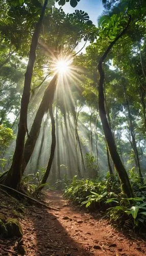 Uma clareira banhada pela luz do sol, salpicada pela copa de uma exuberante floresta tropical.,yakushima,aaa,kauai,forest path,sunlight through leafs,fairy forest,holy forest,forest glade,fairytale fo