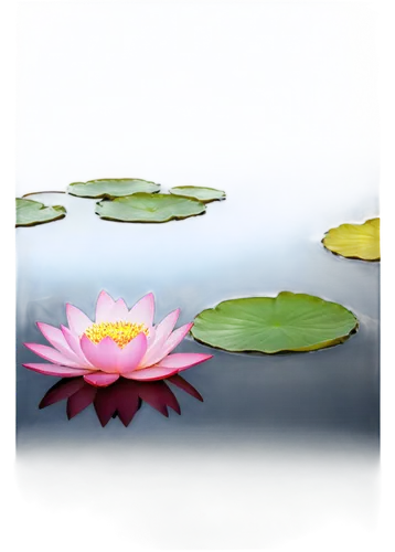 lotus on pond,lotus pond,water lotus,water lily,waterlily,lotus png,water lilies,blooming lotus,pink water lily,lotus flowers,pond flower,lotuses,flower of water-lily,waterlilies,stone lotus,pink water lilies,water lily flower,lotus blossom,lotus,water lilly,Conceptual Art,Daily,Daily 16