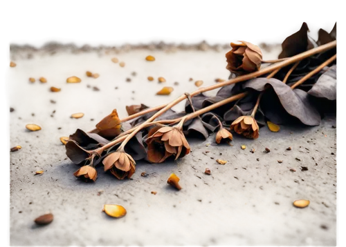 withered dead flowers, dark brown petals, dry stems, scattered on ground, solo, close-up, shallow depth of field, warm color tone, soft focus, cinematic lighting, morning dew, subtle texture, natural 