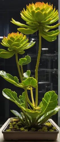 In a scientific research facility, investigate the growth patterns and ecological benefits of aeonium tabuliforme.,chrysanthemum coronarium,aeonium tabuliforme,large-flowered cactus,euphorbia milii,eu