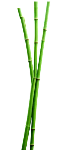 bamboo,sugarcane,sugar cane,bamboo plants,bamboo frame,bamboo flute,celery stalk,plant stem,hawaii bamboo,calçot,green asparagus,lucky bamboo,asparagus,citronella,common hazel root,drinking straws,cattail,chinese celery,palm leaf,vascular plant,Conceptual Art,Sci-Fi,Sci-Fi 11