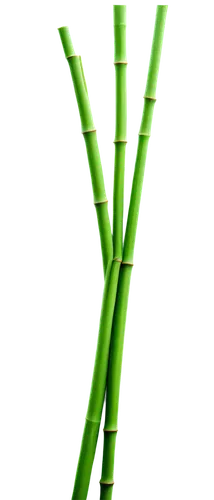 Bamboo stick, slender shape, node joints, smooth surface, natural texture, green color tone, subtle highlights, soft focus, close-up composition, shallow depth of field, warm lighting.,bamboo,sugarcan