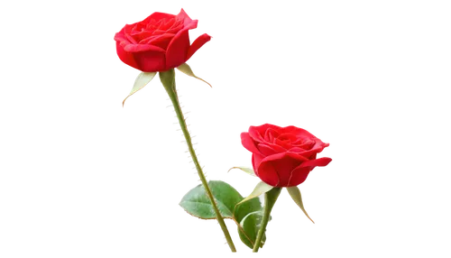 Roses, red petals, delicate edges, velvet texture, golden anthers, green stem, thorny, dew drops, soft focus, shallow depth of field, warm lighting, 3/4 composition, close-up shot, macro photography.,