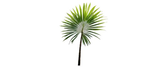 Tall palm tree, solo, slender trunk, green leaves, curved branches, tropical atmosphere, warm sunlight, soft focus, 3/4 composition, shallow depth of field, vibrant color tone, cinematic lighting.,pal