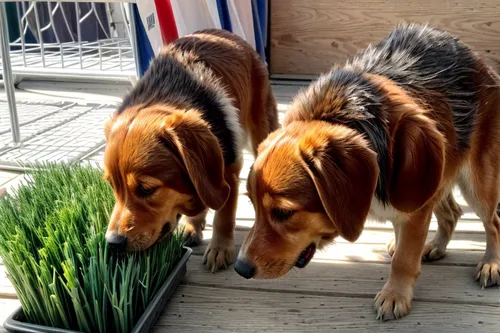 same image but better quality,german shepards,grass fronds,sweetgrass,corgis,dogbane family,three dogs,grass family,nova scotia duck tolling retriever,st bernard outdoor,hound dogs,scent hound,hunting