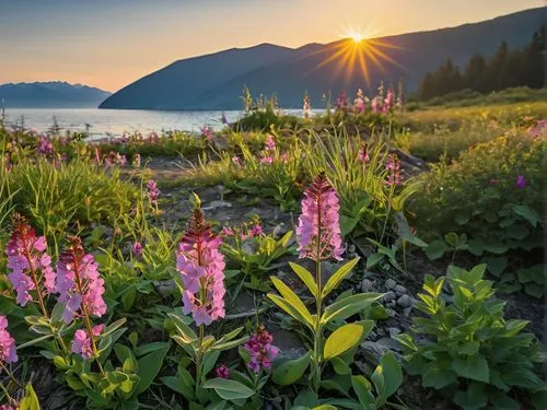 the first morning greets us with cool sunshine and flowers.,lupines,the valley of flowers,fireweed,alpine meadow,alpine flowers,british columbia,alpine meadows,foxgloves,flower in sunset,mountain mead