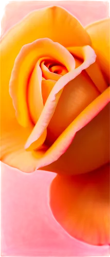 yellow rose background,peach rose,rose png,landscape rose,orange rose,flowers png,rose non repeating,frame rose,yellow orange rose,bicolor rose,bicolored rose,rose flower,flower rose,rose frame,rose bloom,rose wrinkled,pink rose,unfurl,rose,abstract flowers,Conceptual Art,Oil color,Oil Color 19