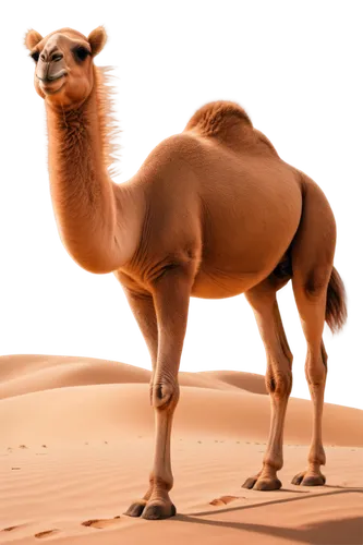 male camel,dromedary,dromedaries,camel,camelus,camelid,shadow camel,two-humped camel,camelopardalis,libyan desert,camels,camelride,sahara,arabian,sahara desert,camel joe,saharan,camelcase,camelpox,gambiae,Photography,Artistic Photography,Artistic Photography 11