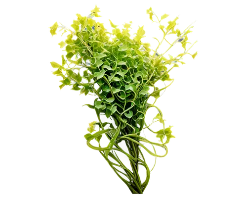 Vines, transparent background, curly green leaves, twisting tendrils, detailed textures, soft natural light, 3/4 composition, shallow depth of field, warm color tone, cinematic lighting.,upright yello