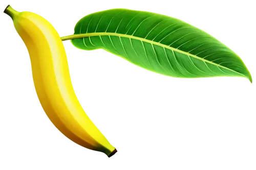 saba banana,banana plant,banana,nanas,banana tree,monkey banana,ripe bananas,bananas,banana peel,banana cue,banana apple,dolphin bananas,oleaceae,banana leaf,mangifera,banana flower,banana trees,carambola,rabihorcado,limonana,Conceptual Art,Sci-Fi,Sci-Fi 25