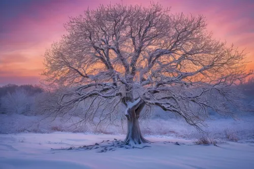 winter tree,snow tree,hoarfrost,snowy tree,bare tree,lilac tree,isolated tree,winter magic,winter landscape,lone tree,magic tree,seasonal tree,winter dream,colorful tree of life,celtic tree,winter morning,deciduous tree,winter light,snow landscape,treemsnow,Illustration,Realistic Fantasy,Realistic Fantasy 02