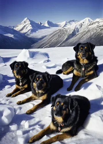 A dog team rests on the icy, mountainous terrain. Photo by Herbert G. Ponting/ © Victoria and Albert Museum, London,estrela mountain dog,beauceron,greenland dog,formosan mountain dog,german shepards,n