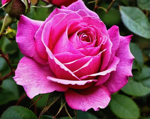 lady banks' rose ,lady banks' rose,romantic rose,regnvåt rose,pink rose,rosa nutkana,hybrid tea rose,rosa,disney rose,rosa dumalis,japan rose,rosa zephirine drouhin,historic rose,bicolor rose,rosa bonita,purple rose,bright rose,julia child rose,shrub rose,garden rose,Illustration,Paper based,Paper Based 03