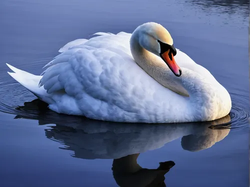 trumpeter swan,tundra swan,swan on the lake,white swan,mute swan,swan,trumpeter swans,the head of the swan,canadian swans,trumpet of the swan,mourning swan,snow goose,swans,swan boat,swan pair,gooseander,swan lake,white pelican,young swan,swan cub,Photography,Artistic Photography,Artistic Photography 10