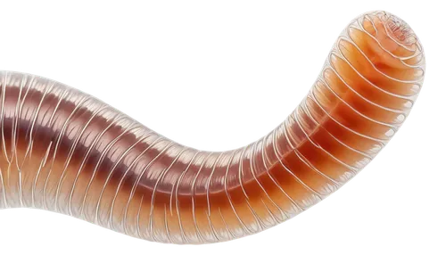 polychaete,flagellar,ercp,dna helix,flagellum,flagella,undulating,strigulated,caecilian,wormlike,millipede,sphyrna,roundworms,platyhelminthes,phertzberg,wurm,sarcomere,sinusoidal,stents,fibrils,Conceptual Art,Daily,Daily 19